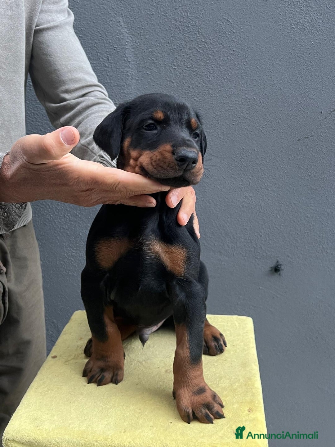 Dobermann cani in vendita: Cucciolata Dobermann Messina - Annuncio 2
