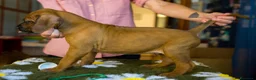 Rhodesian Ridgeback cani in vendita: Wid Gees Litter - Annuncio 33