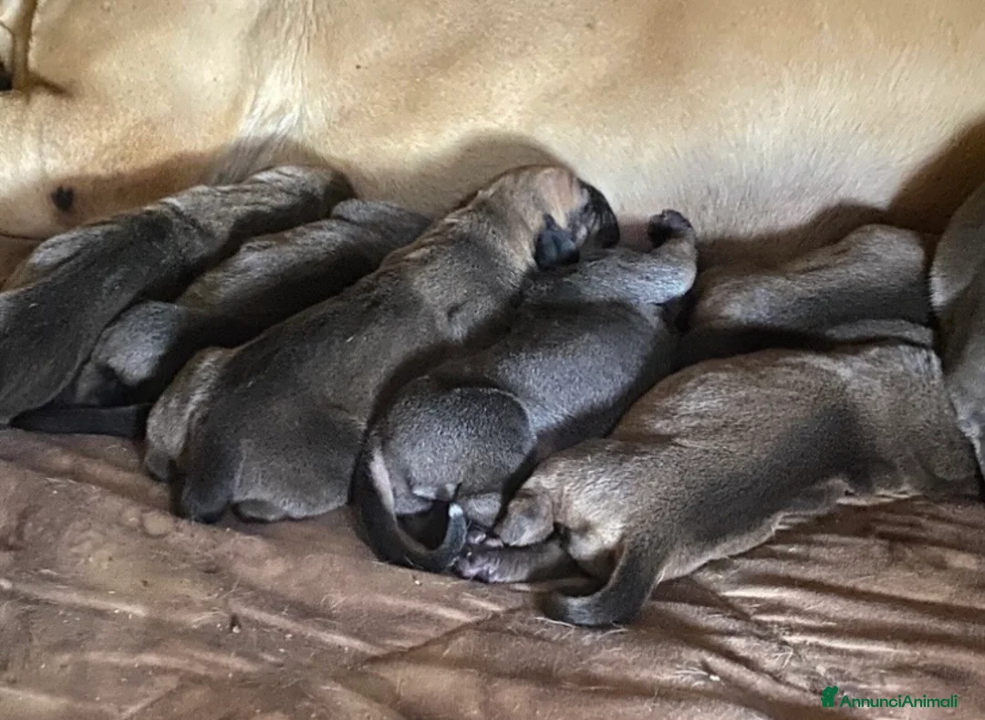Fila Brasileiro cani in vendita: prenotazione splendidi cuccioli di Fila Brasileiro a Provincia di Latina - Annuncio 2