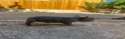 Bulldog Francese cani in vendita: bulldog francese blue merlè e 2 nere tigrate - Annuncio 2