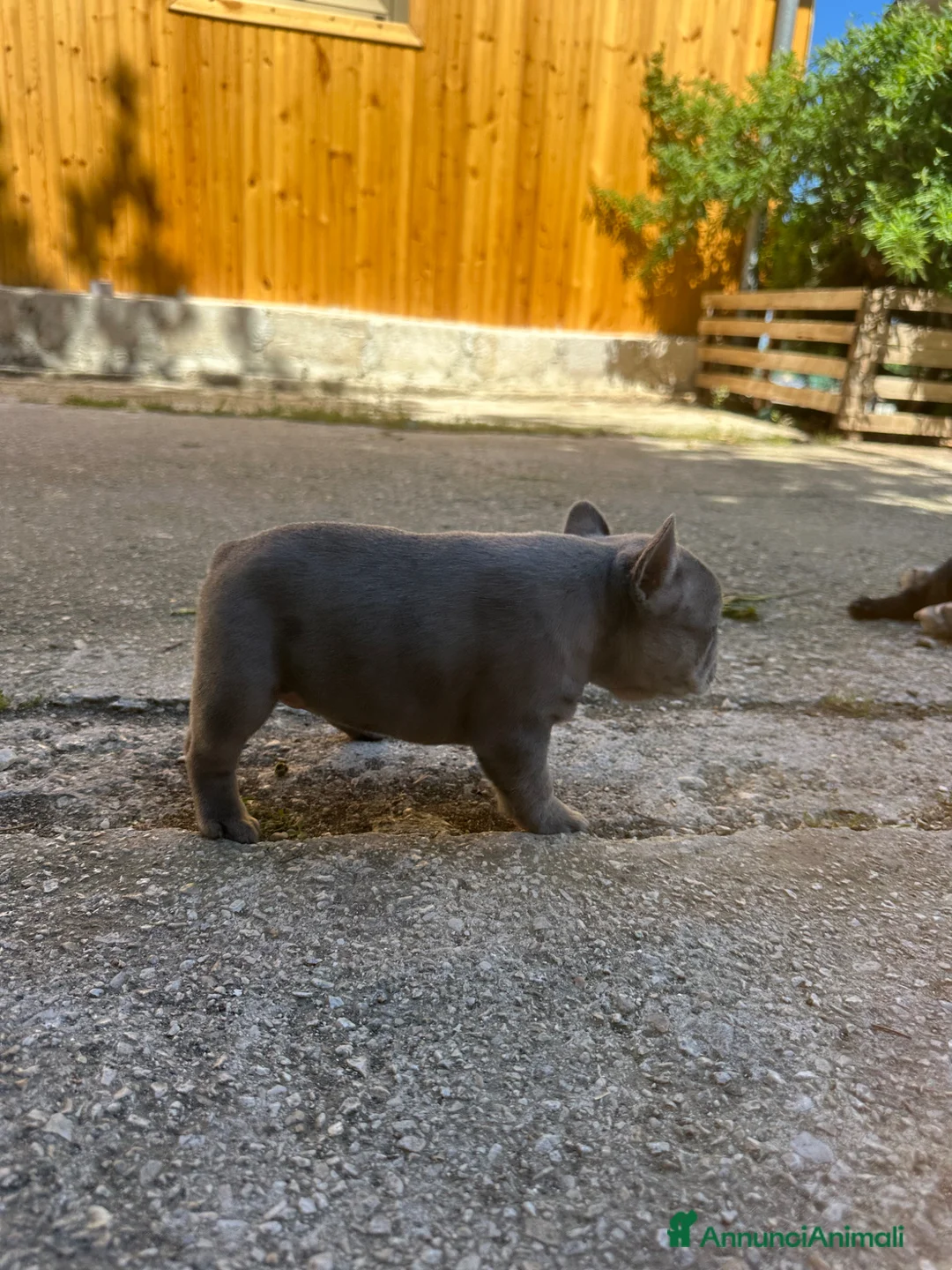 Bulldog Francese cani in vendita: bulldog francese blue merlè e 2 nere tigrate - Annuncio 2