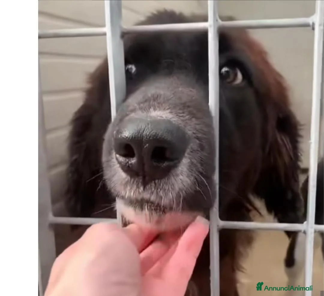 Meticcio cani in regalo: LISA NON SI RASSEGNA AL CANILE - Annuncio 2