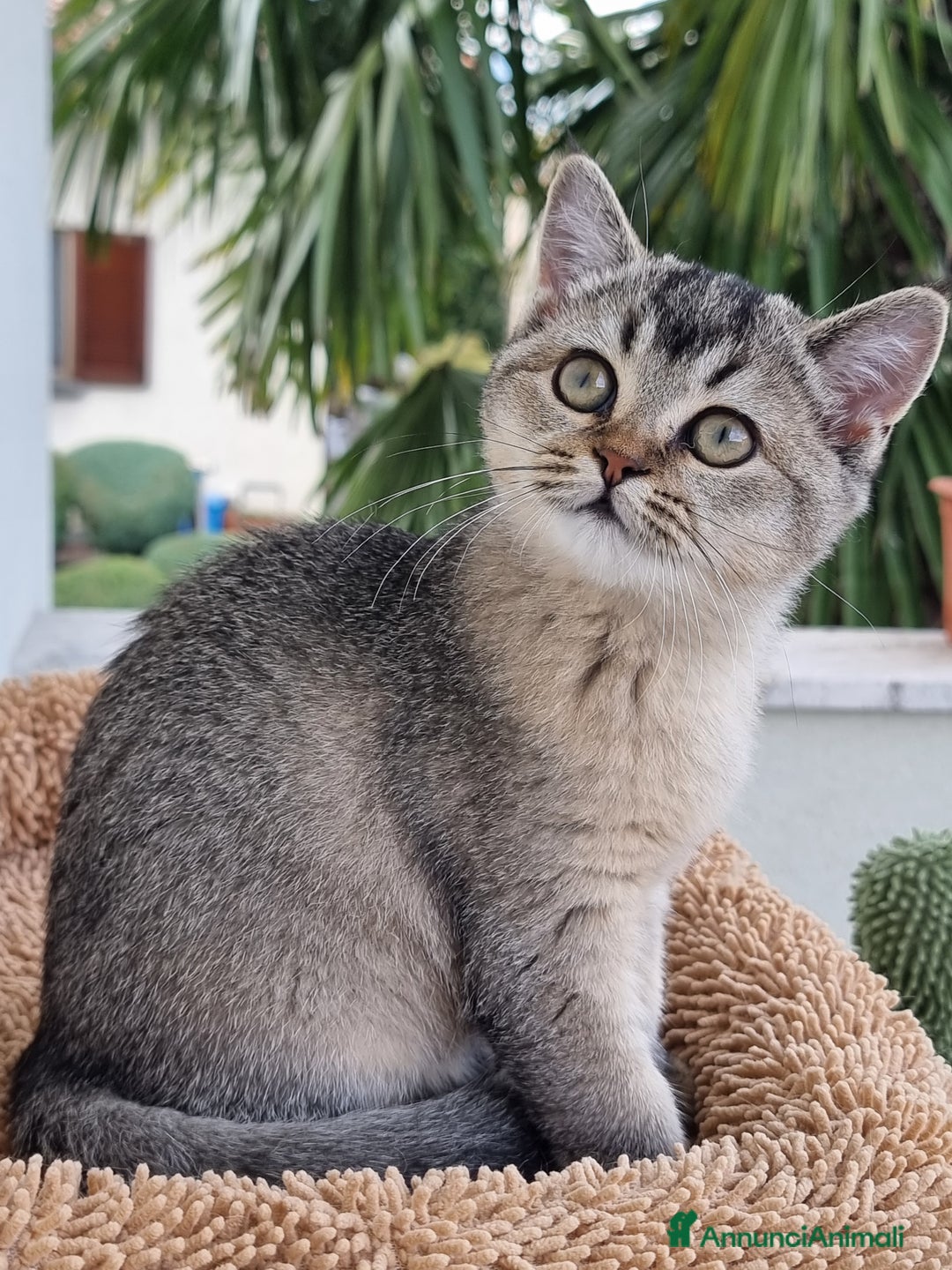 Scottish gatti in vendita: Scottish Straight con Pedigree  - Annuncio 10