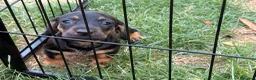 Bassotto cani in vendita: Bassotto - Annuncio 4