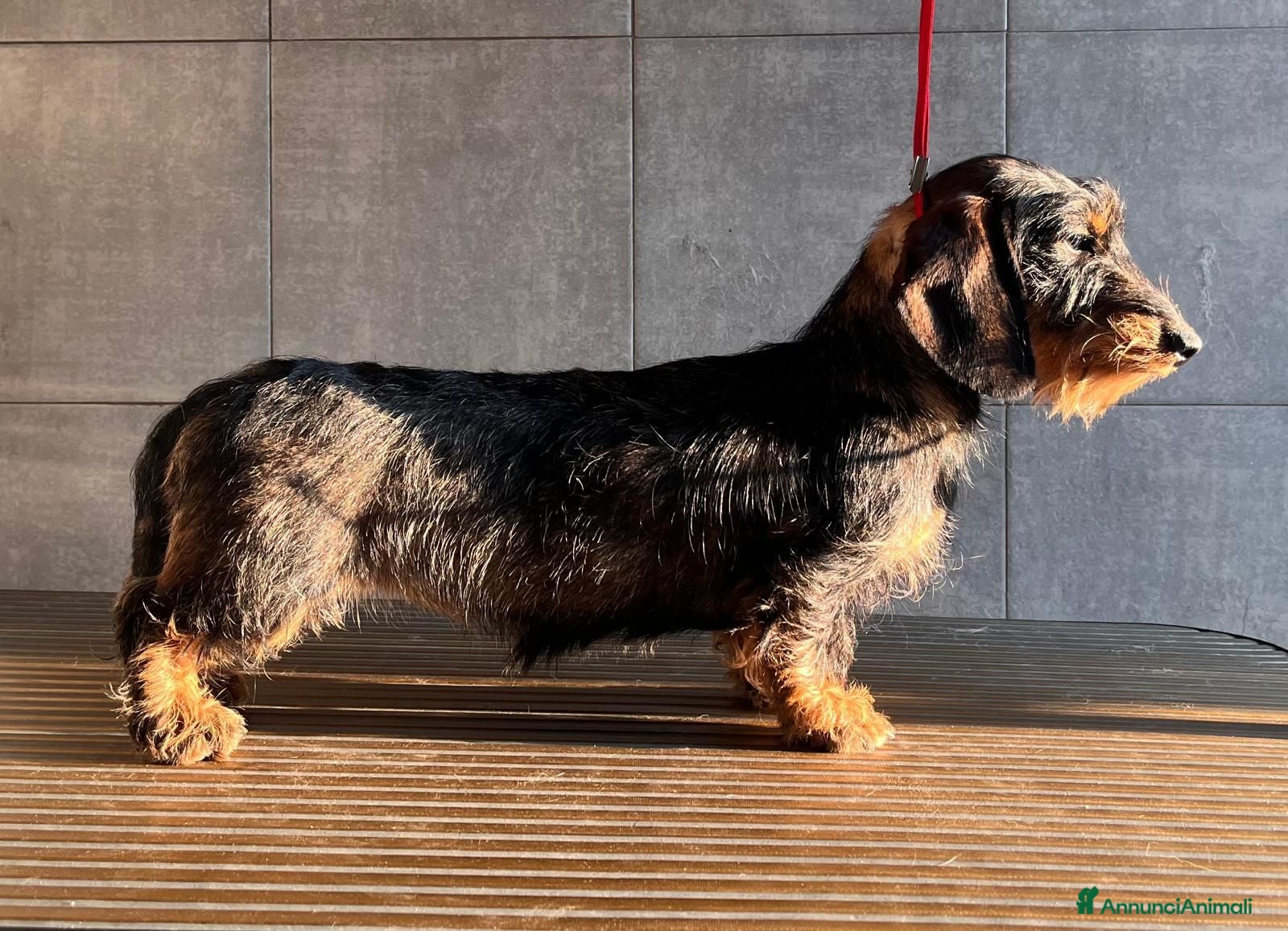 Bassotto cani Bassotto a pelo duro - Annuncio 7
