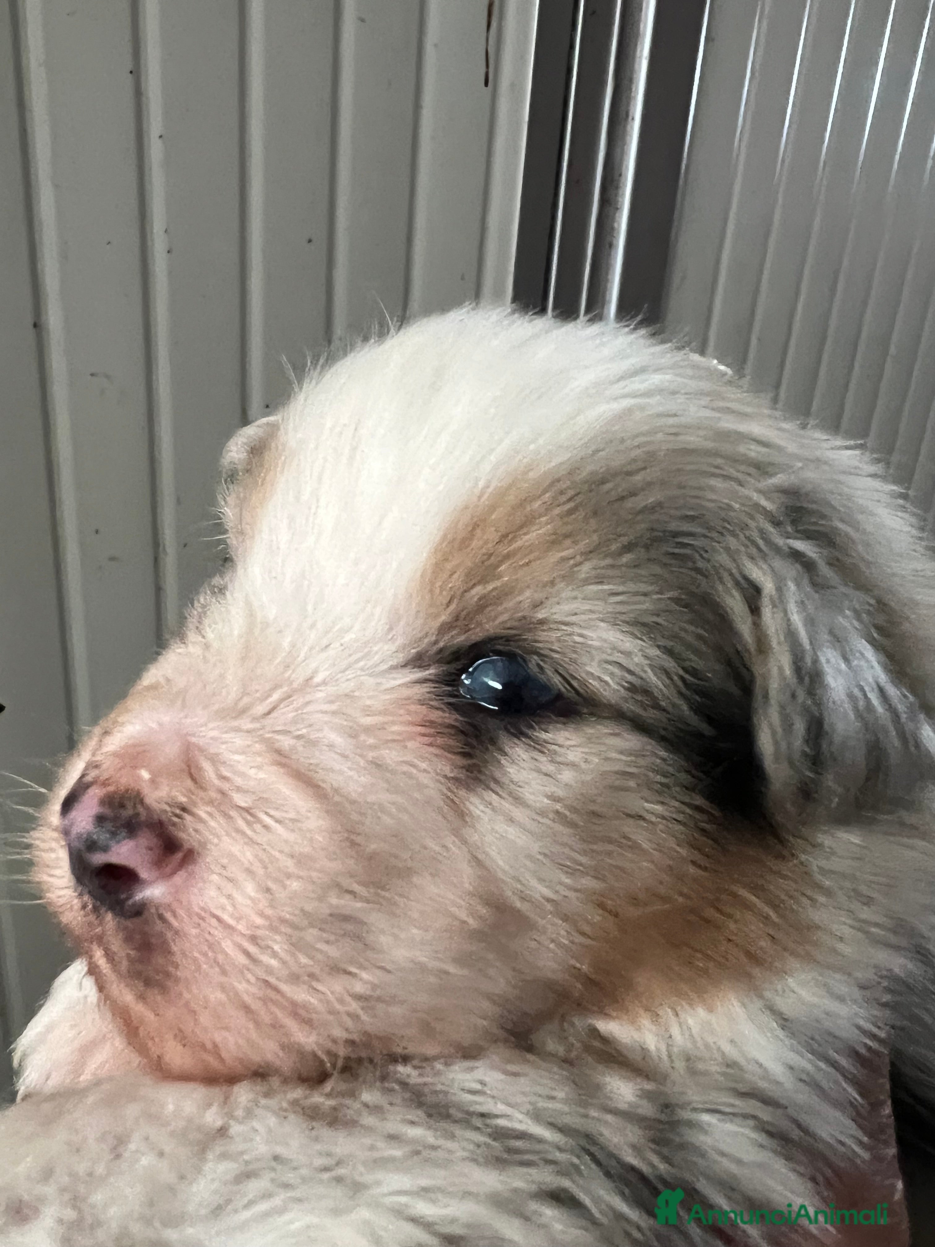 Australian Shepherd cani Pastore australiano allevamento ENCI  - Annuncio 2