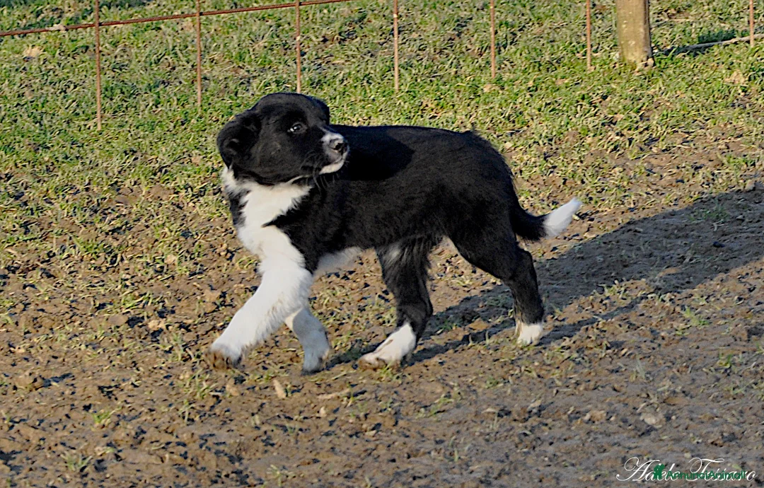 Immagine della galleria {{count}}