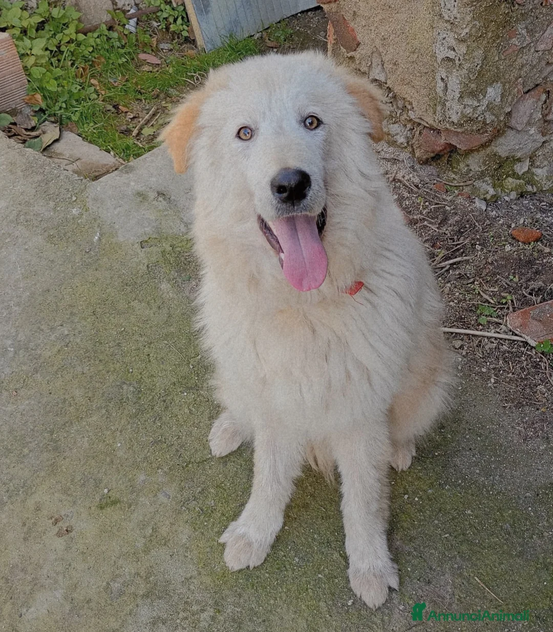 Meticcio cani in regalo: CARAMELLO MIX GOLDEN - Annuncio 5