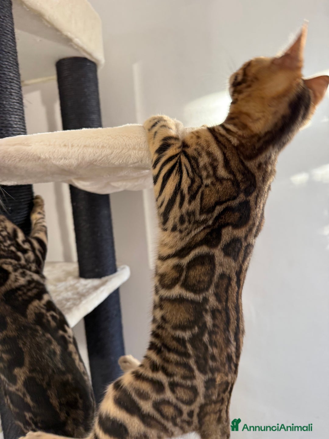 Bengala gatti in vendita: Gattina bengala brown spotted tabby  - Annuncio 27