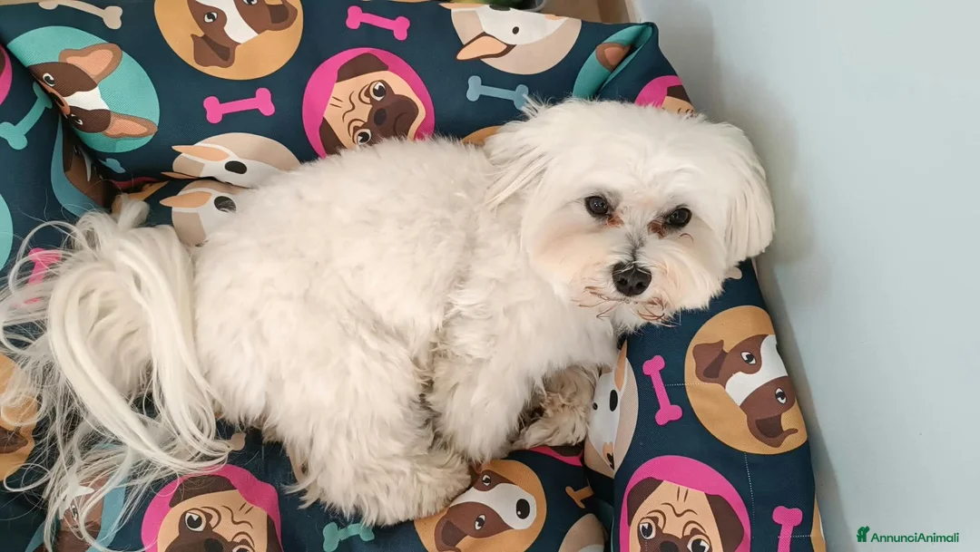 Maltese cani per accoppiamento: Splendido Maltese Maschio x accoppiamento - Annuncio 2