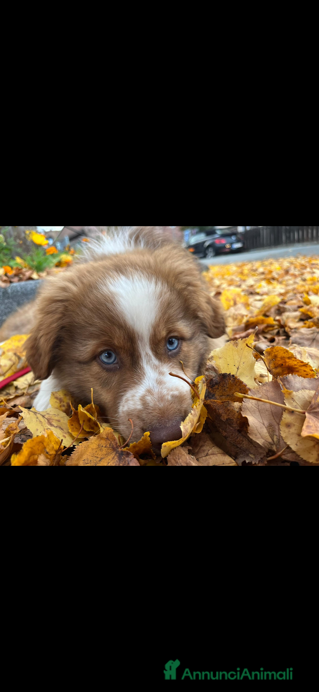 Australian Shepherd cani per accoppiamento: Pastore australiano, 3 anni, stallone - Annuncio 14