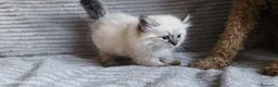 Siberiano gatti in vendita: Cuccioli siberiani  - Annuncio 4