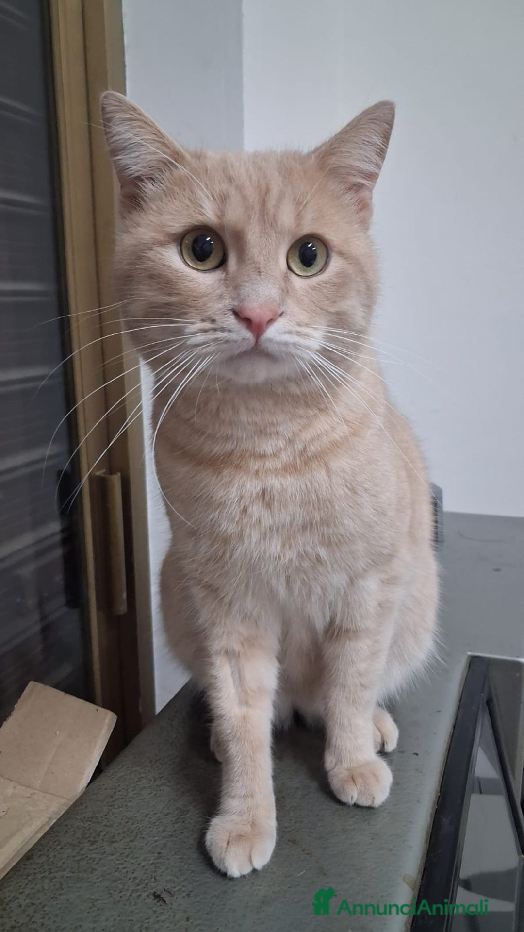 Meticcio gatti in regalo: GATTO SPECIALE  - Annuncio 2