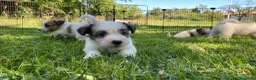 Jack Russell cani in vendita: Cucciolata jack Russell pelo ruvido pedigree - Annuncio 9