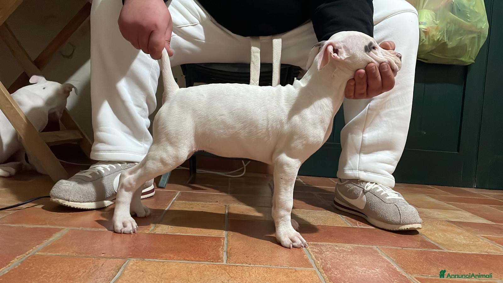 American Staffordshire cani Amstaff  - Annuncio 31