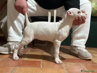 American Staffordshire cani Amstaff - Annuncio 31