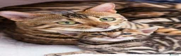 Bengala gatti in vendita: Cuccioli di Bengal o Bengala con Pedigree  - Annuncio 16