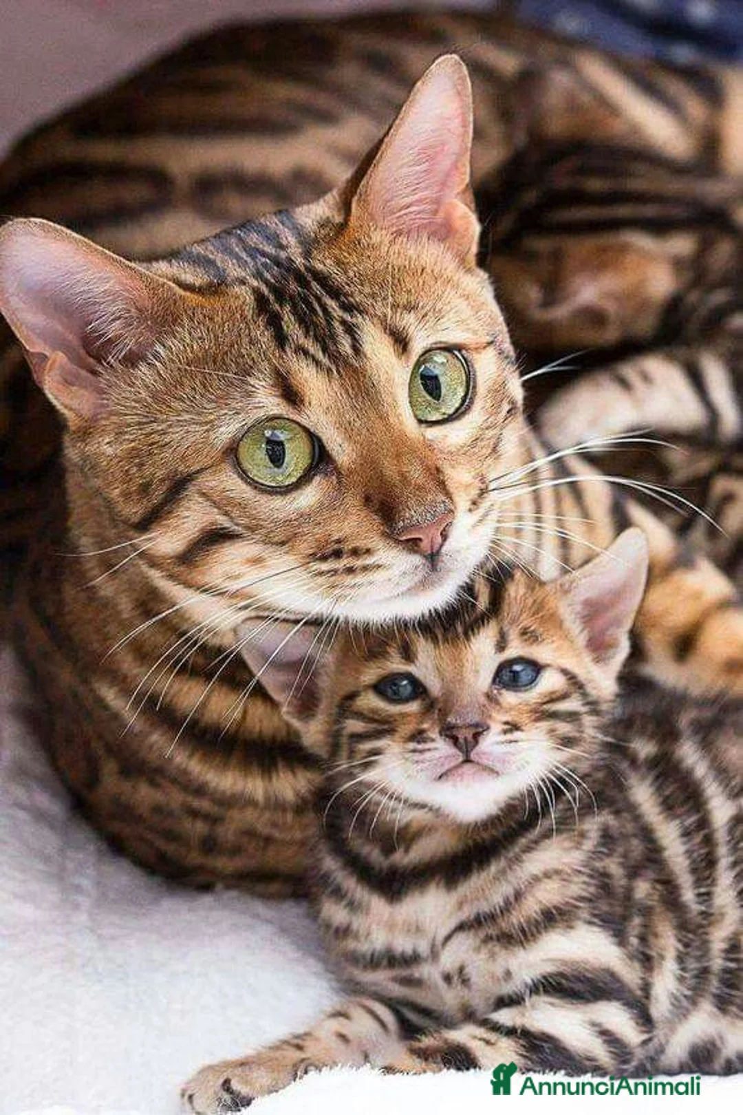 Bengala gatti in vendita: Cuccioli di Bengal o Bengala con Pedigree  - Annuncio 16