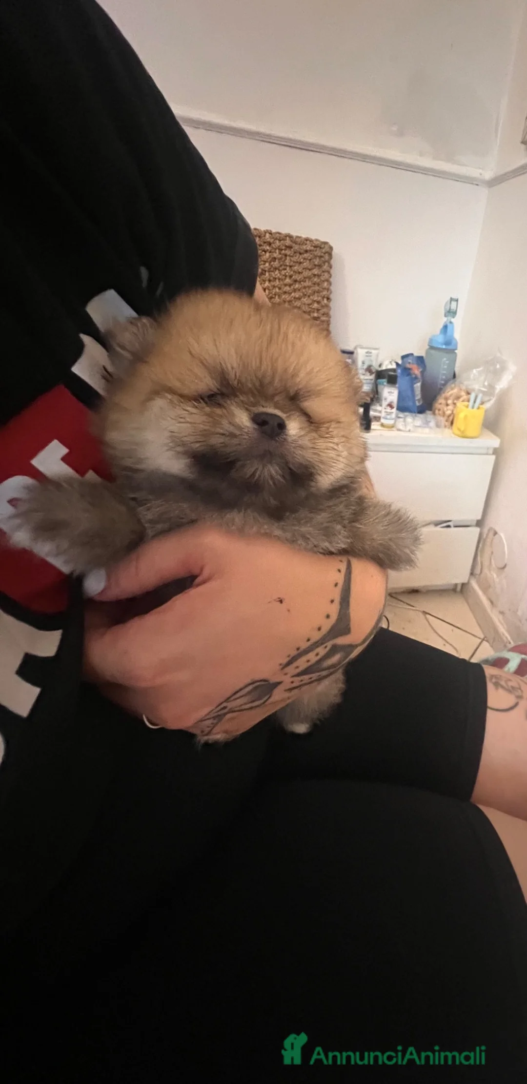 Volpino Pomerania cani in vendita: Cuccioli di Pomerania  - Annuncio 2