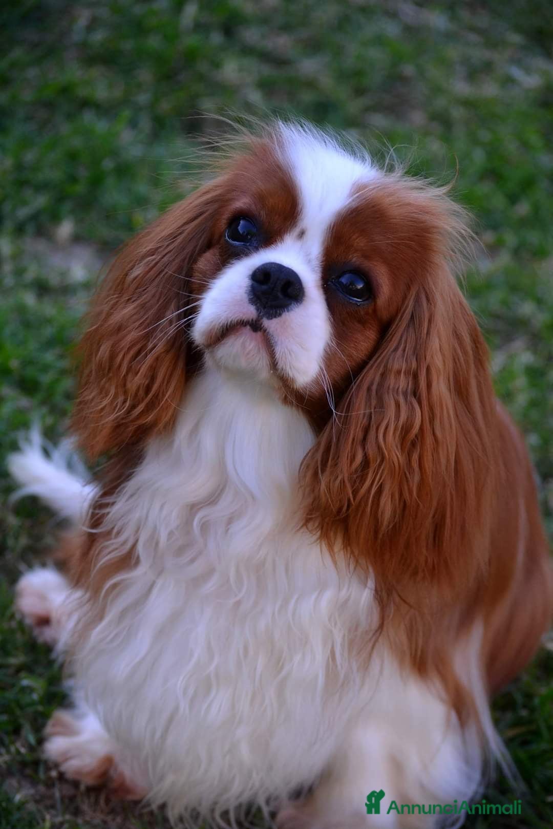 Immagine della galleria {{count}}