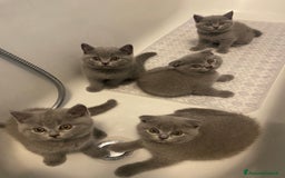 Scottish gatti in vendita: Cuccioli scottish a Città Metropolitana di Torino - Immagine 1