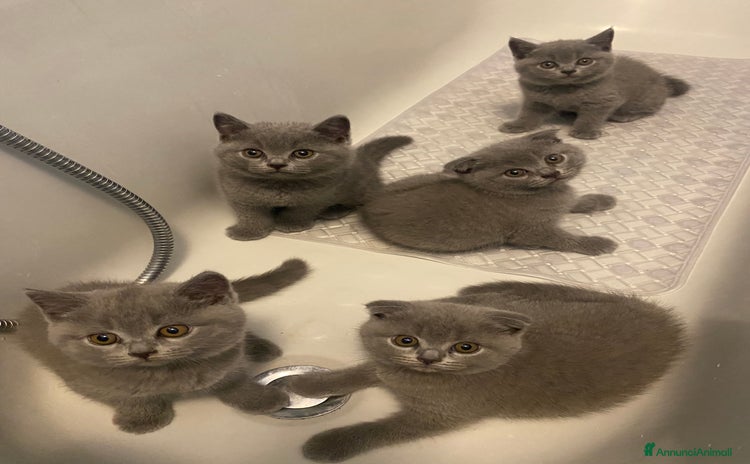 Scottish gatti a Città Metropolitana di Torino - Annuncio 9