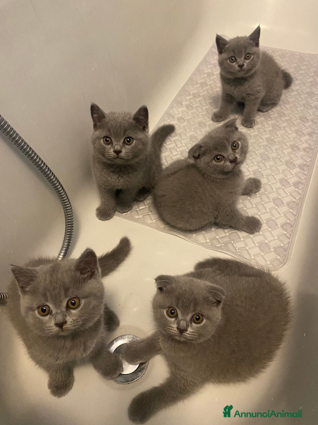Scottish gatti in vendita: Cuccioli scottish a Città Metropolitana di Torino - Immagine 1