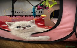 Exotic Shorthair gatti in vendita: CUCCIOLO EXOTIC Blu TabbyPoint-PREZZO INTERESSANTE a Provincia di Verona - Immagine 7