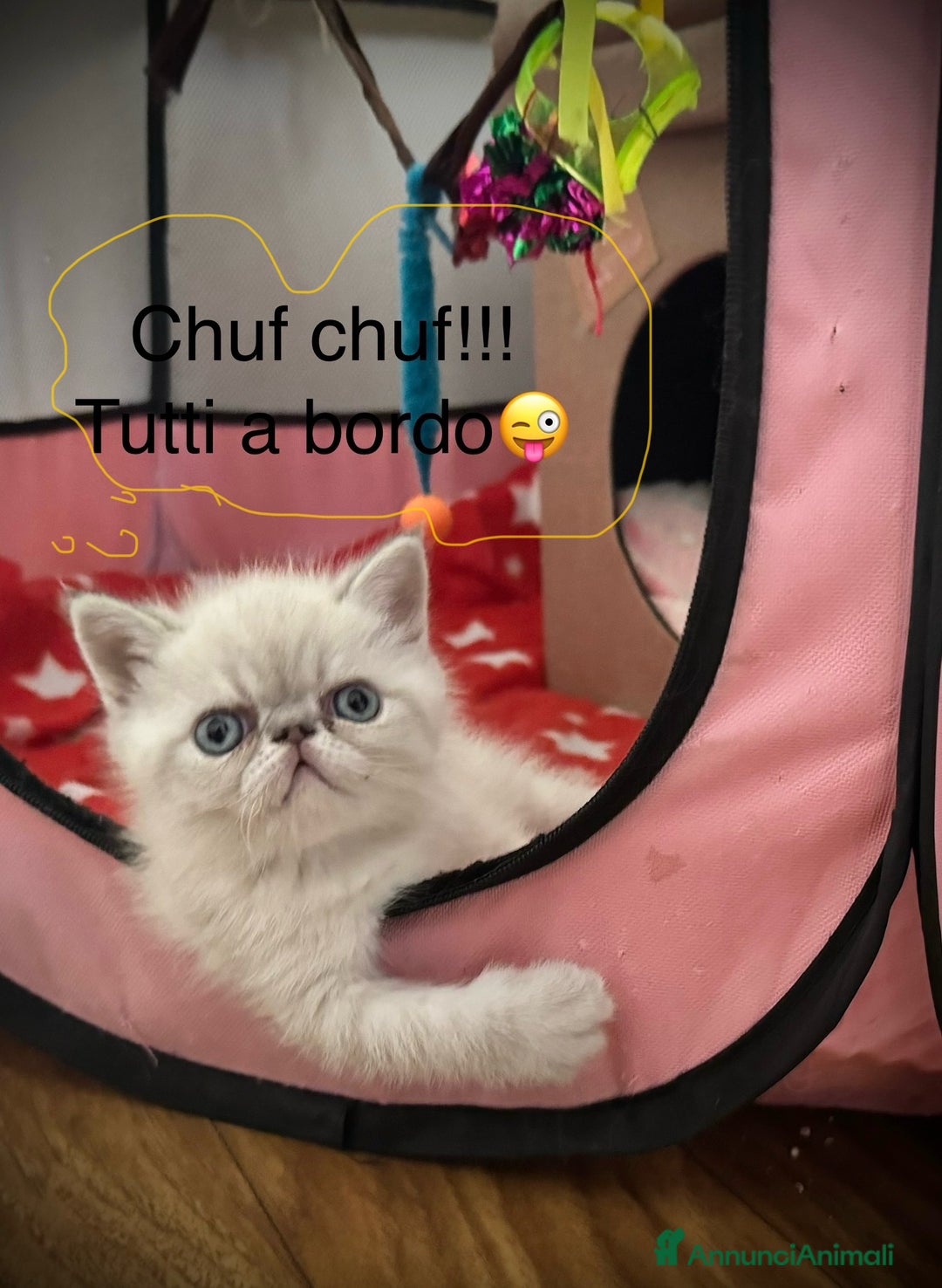 Exotic Shorthair gatti in vendita: CUCCIOLO EXOTIC Blu TabbyPoint-PREZZO INTERESSANTE a Provincia di Verona - Immagine 7