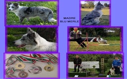 Border Collie cani in vendita: CUCCIOLO SEAL MERLE TRICOLOR BORDER COLLIE a Città metropolitana di Roma Capitale - Immagine 9