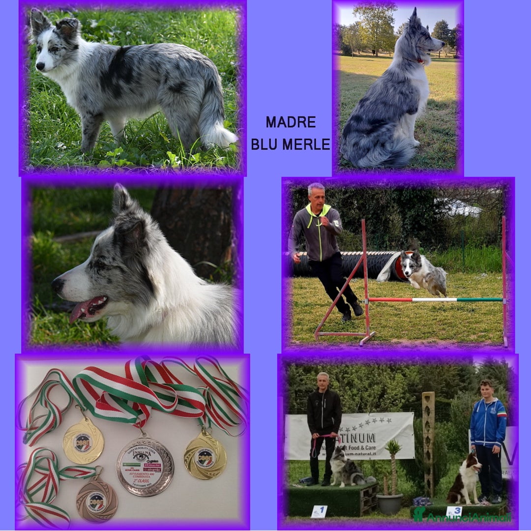 Border Collie cani in vendita: CUCCIOLO SEAL MERLE TRICOLOR BORDER COLLIE a Città metropolitana di Roma Capitale - Immagine 9