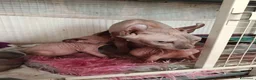 Sphynx gatti in vendita: Sphynx/elf - Annuncio 1