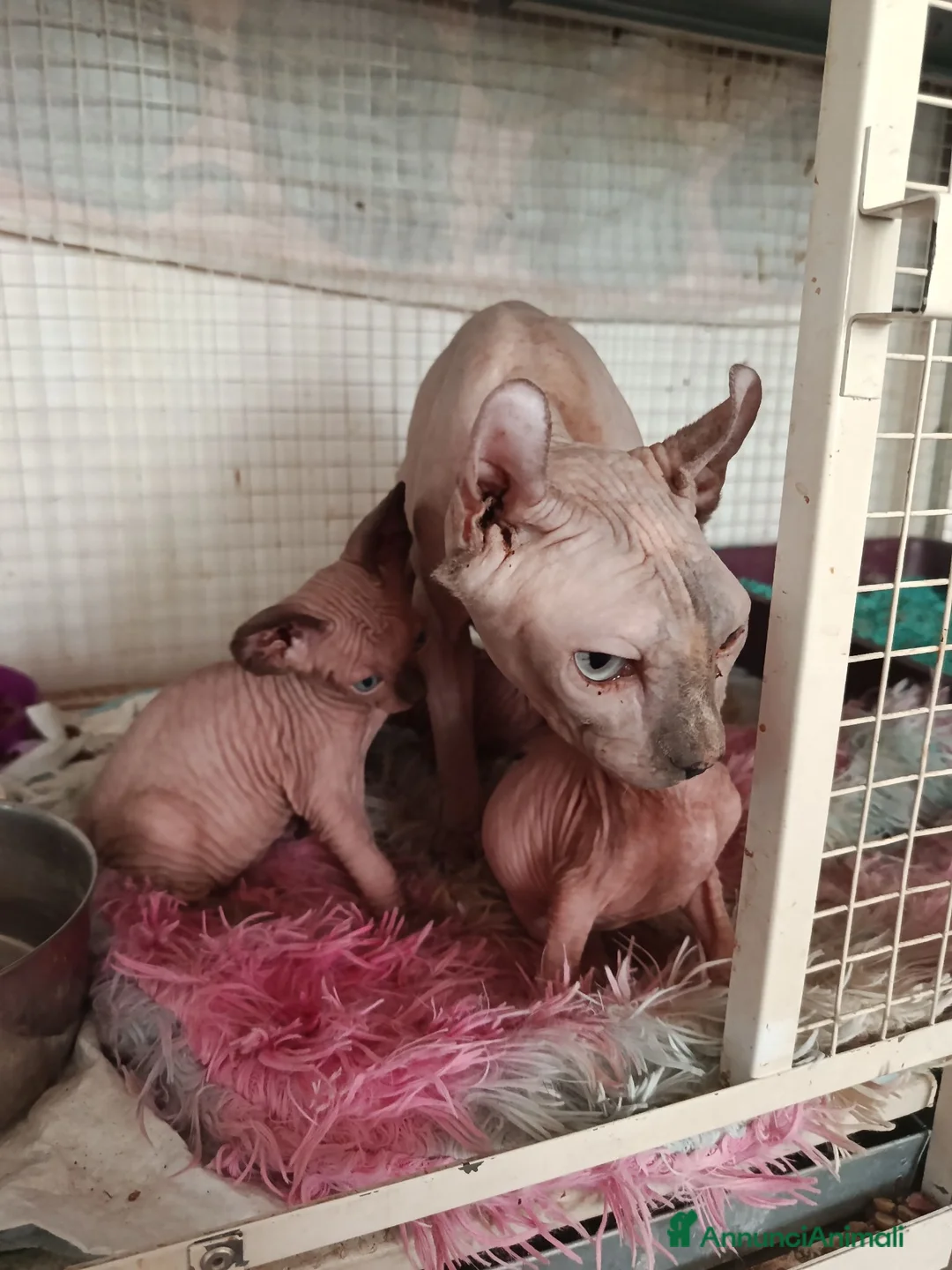 Sphynx gatti in vendita: Sphynx/elf - Annuncio 1