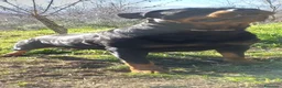 Rottweiler cani in vendita: Disponibili cuccioli rottweiler - Annuncio 13