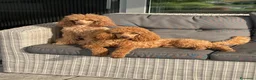 Barboncino cani in vendita: Barboncino nano fulvo - Annuncio 16
