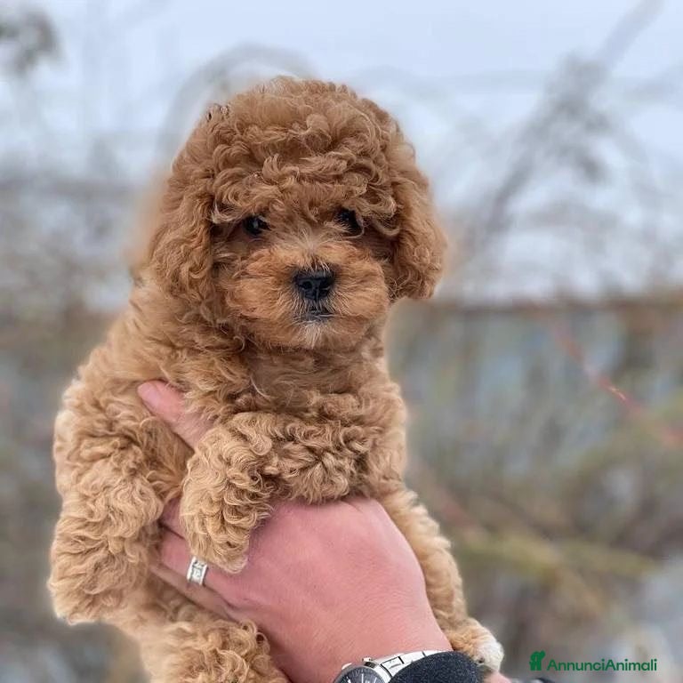 Barboncino cani Splendidi cuccioli di Barboncino - Annuncio 2