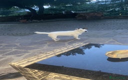 Jack Russell cani per accoppiamento: Cerchiamo fidanzato a Provincia di Biella - Immagine 2