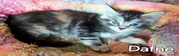 Maine Coon gatti in vendita: Cuccioli Maine Coon di tanti colori a Provincia di Alessandria - Annuncio 8