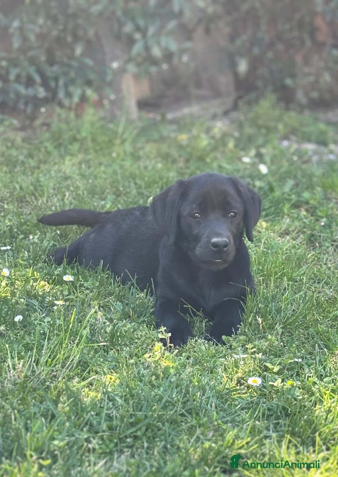 Labrador cani in vendita: Cuccioli Labrador Retriever a Provincia di Pavia - Annuncio 2