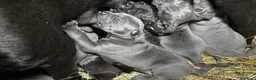 Cane Corso cani in vendita: Cuccioli di Corso grigi e neri (Montiglio AT) - Annuncio 3
