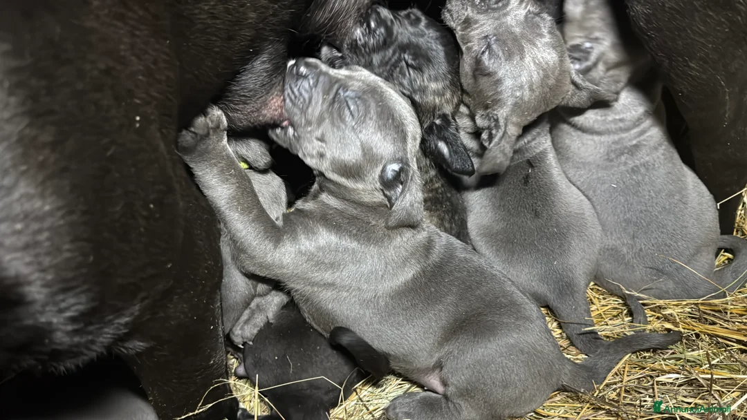 Cane Corso cani in vendita: Cuccioli di Corso grigi e neri (Montiglio AT) - Annuncio 3