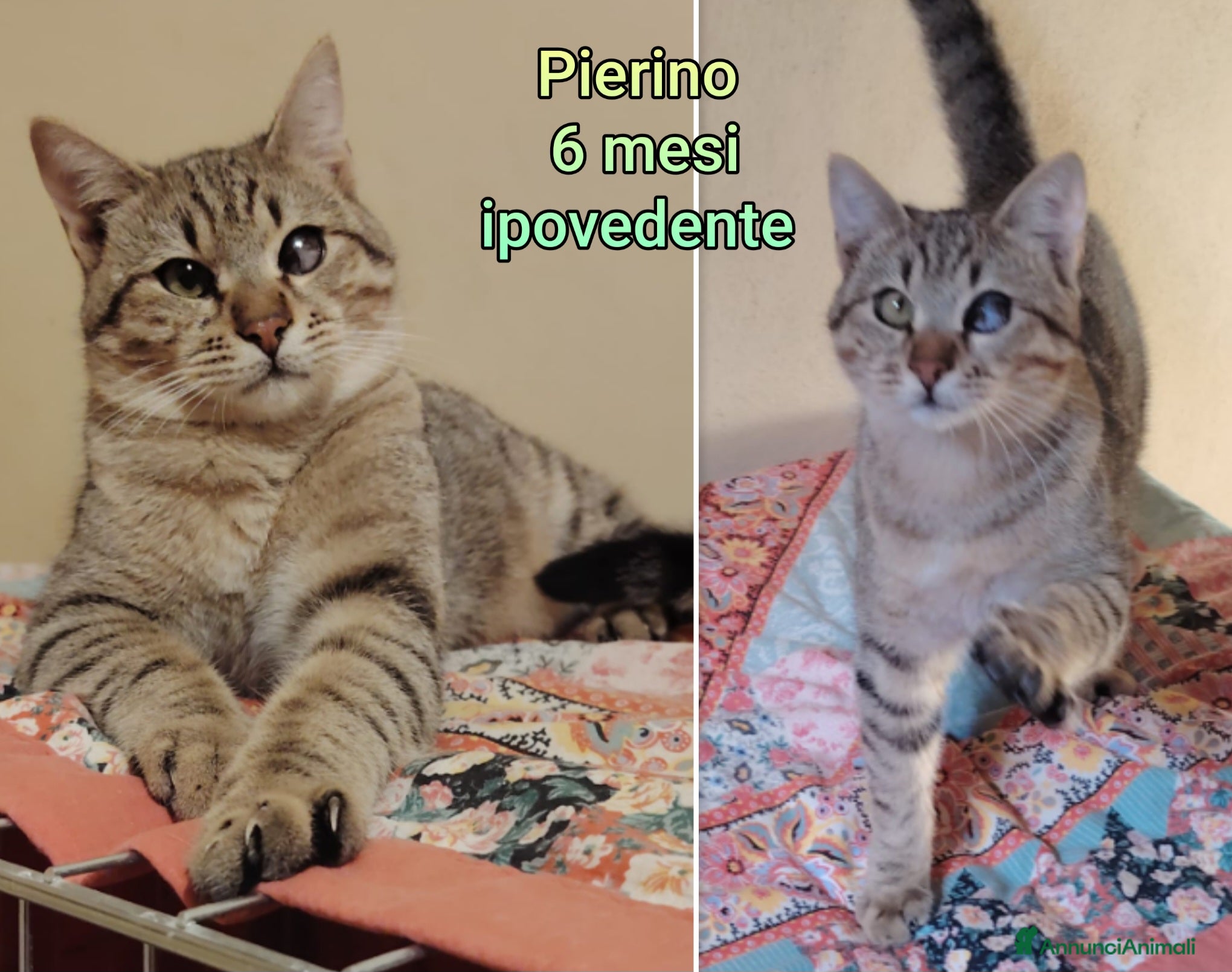 Altre razze gatti GATTINI ADORABILI IN CERCA DI CASA  - Annuncio 2
