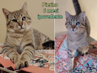 Altre razze gatti GATTINI ADORABILI IN CERCA DI CASA - Annuncio 2