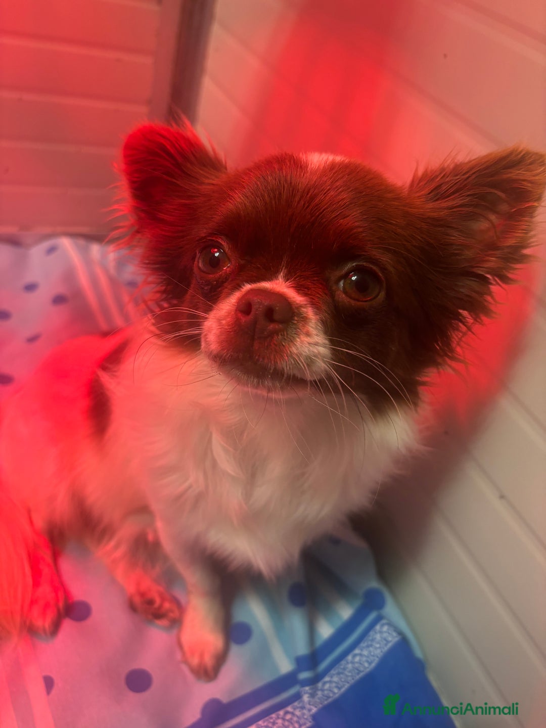 Chihuahua cani in vendita: Cucciolo chihuahua pelo lungo bianco e blu - Annuncio 7