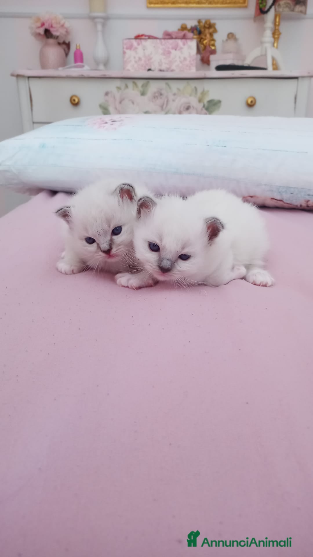 Sacro di Birmania gatti in vendita: Disponibili 2 gattini maschi - Annuncio 1