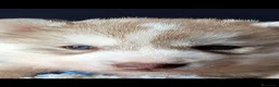 Husky cani in vendita: SIBERIAN HUSKY CUCCIOLATA CON PEDIGREE  - Annuncio 4