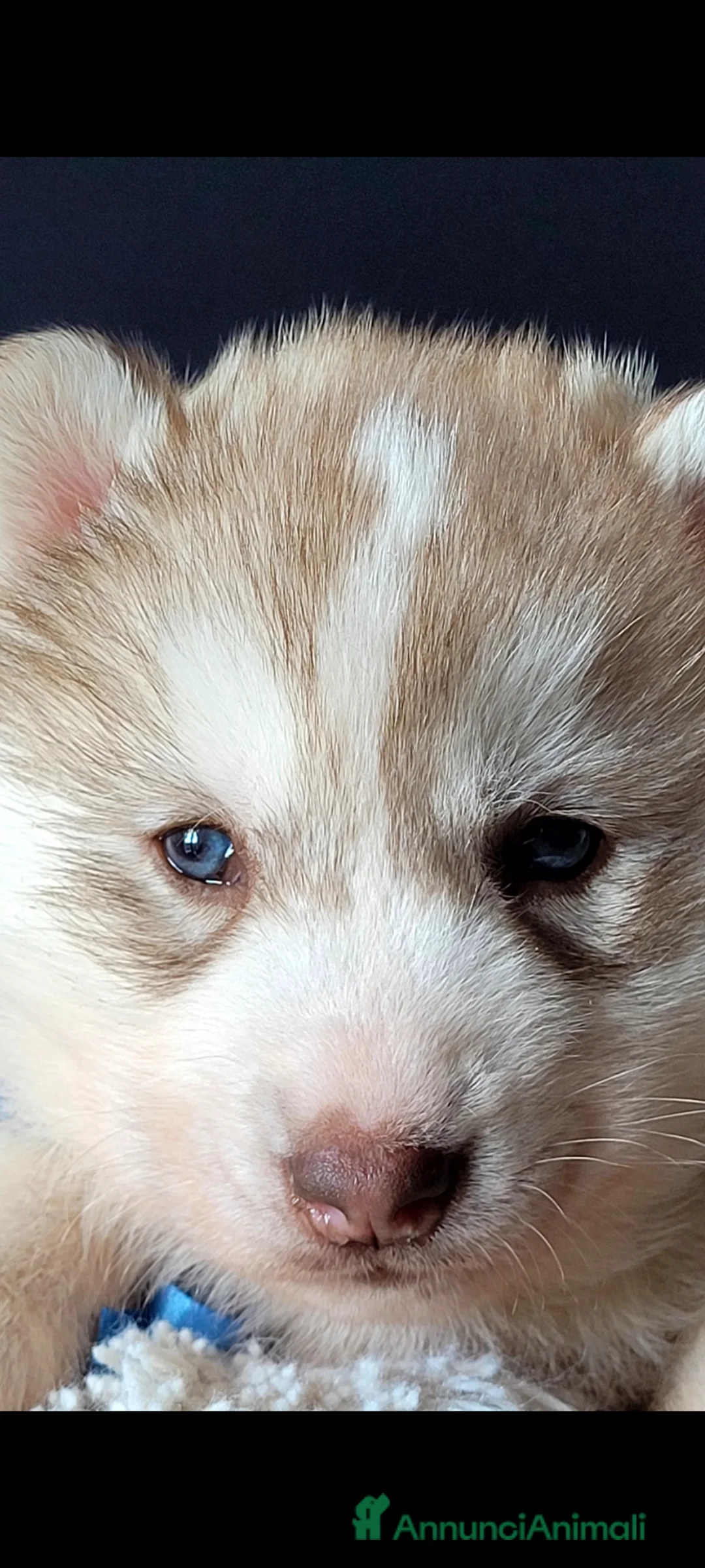 Husky cani in vendita: SIBERIAN HUSKY CUCCIOLATA CON PEDIGREE  - Annuncio 4