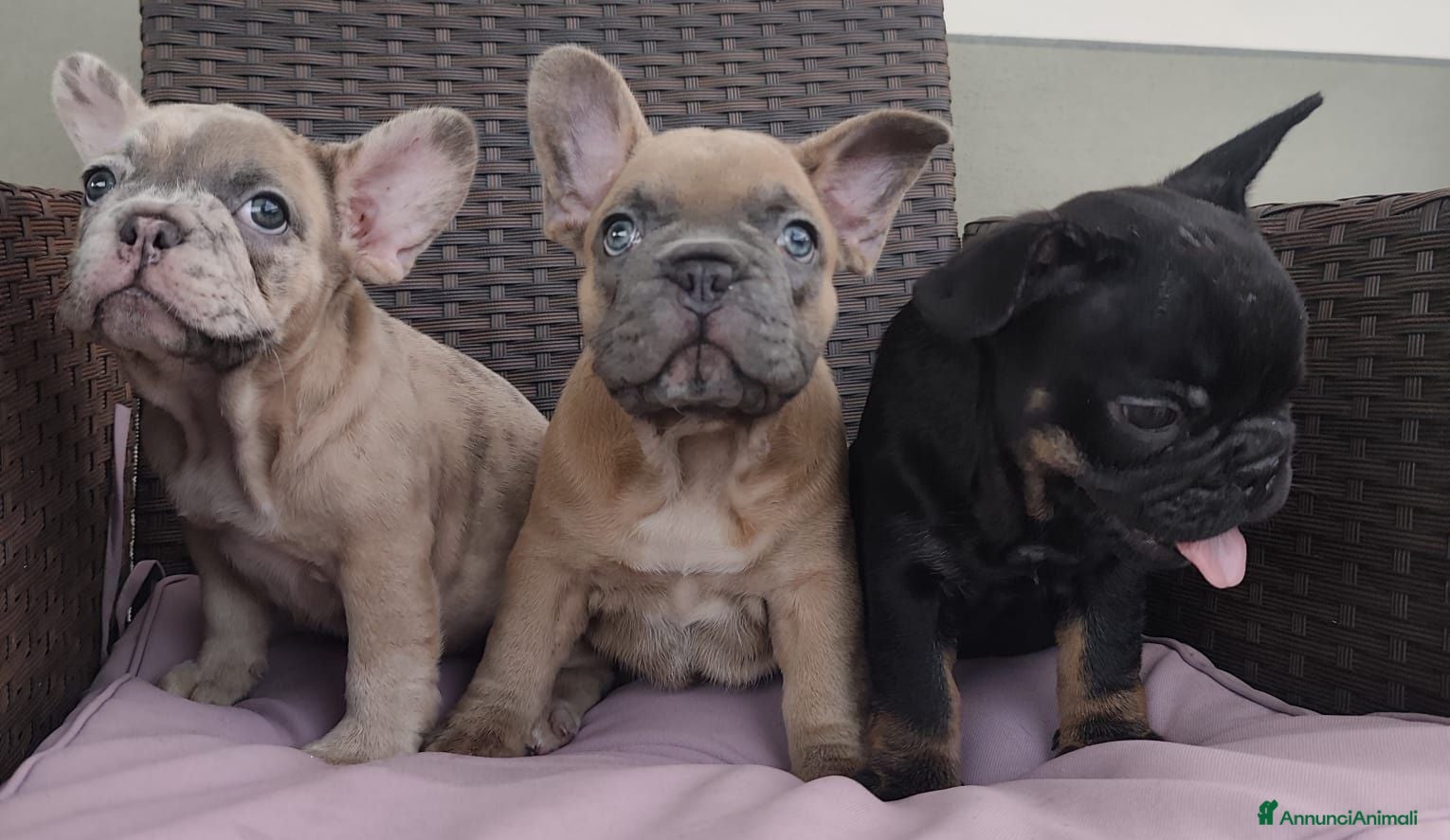 Bulldog Francese cani Bulldog francese  - Annuncio 8