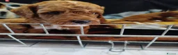 Barboncino cani in vendita: Barboncini particolar  - Annuncio 9