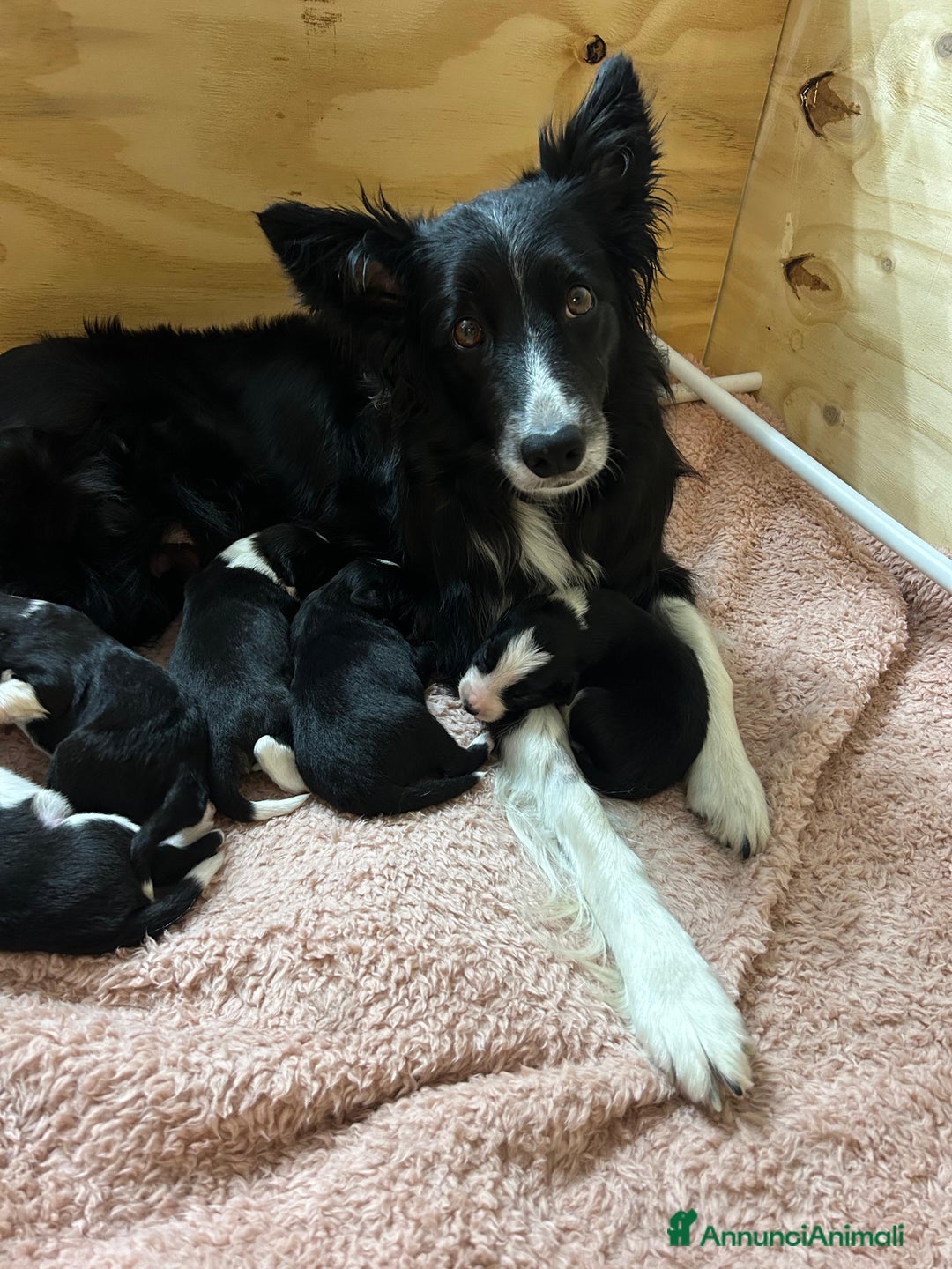 Border Collie cani in vendita: Cuccioli di Border Collie  - Annuncio 11